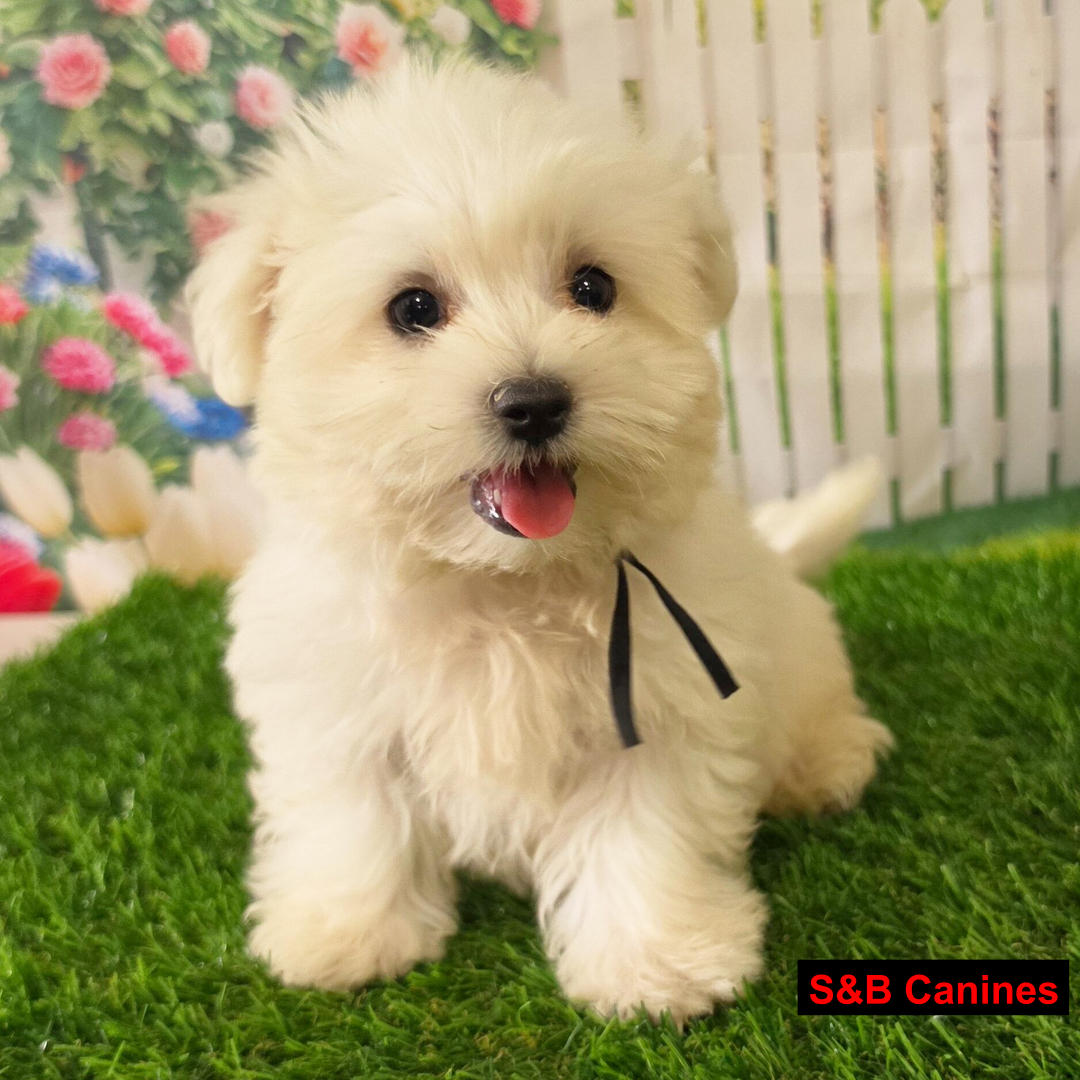 Puppy Image